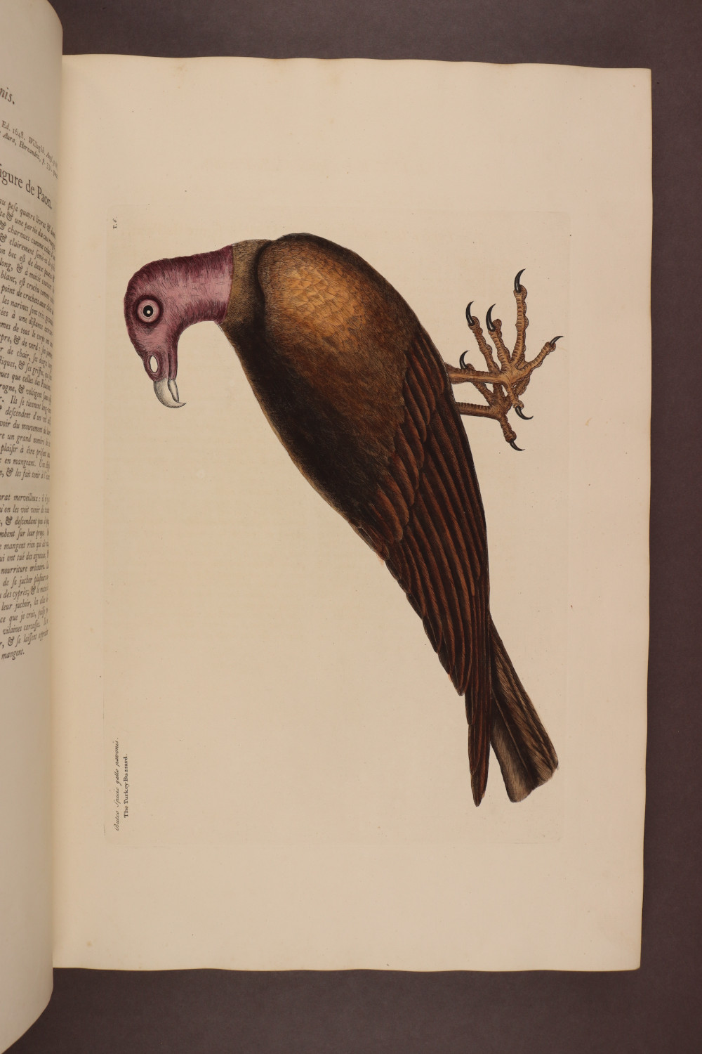 Plate 6